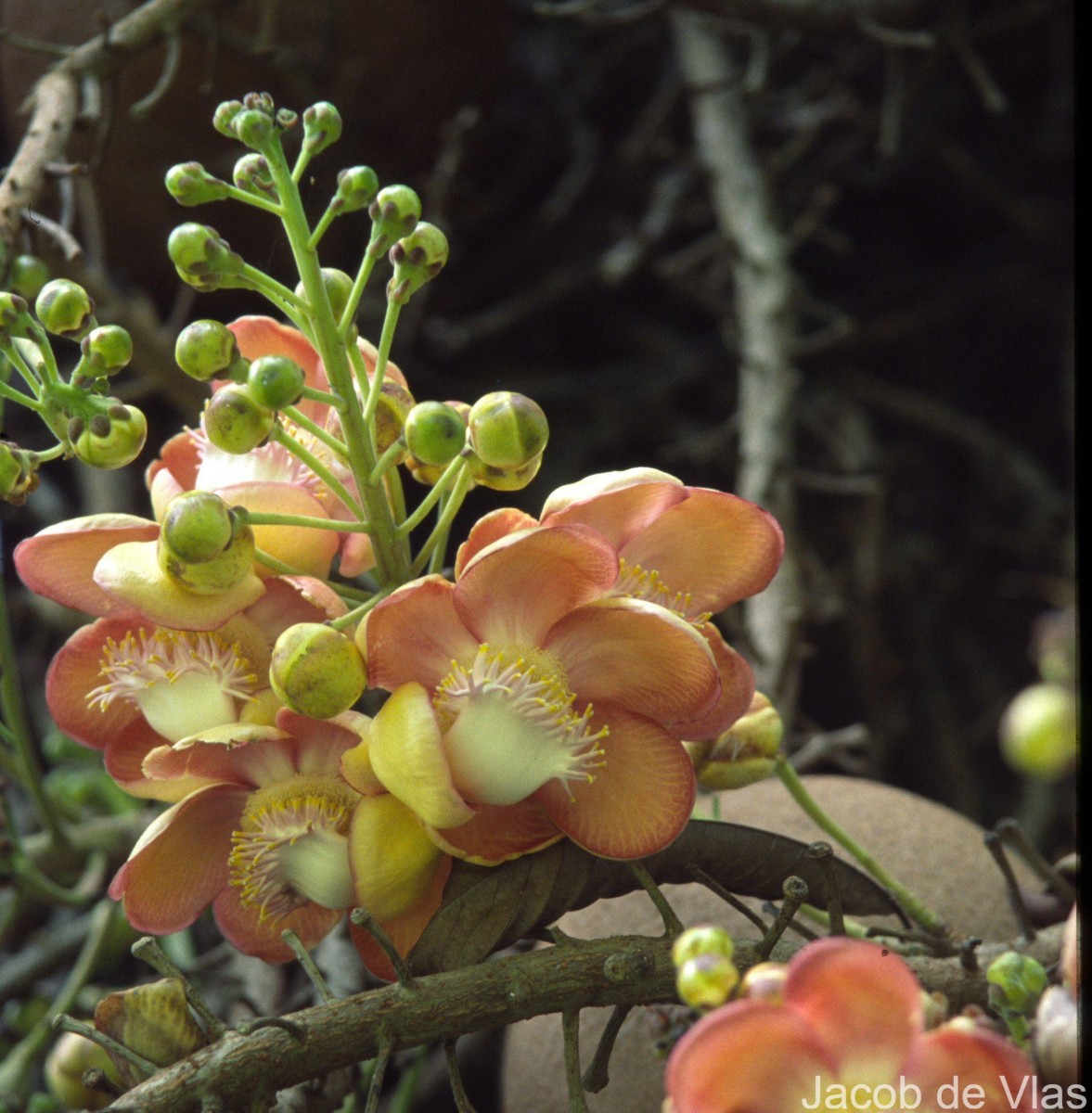 Couroupita guianensis Aubl.